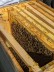 man hat einen Einblick in das Innere des Bienenstocks. Viele Arbeiterinnen füllen die Waben mit Honig.