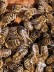 Man sieht eine Ansammlung von Honigbienen. In der Mitte befindet sich die Königin.
