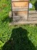 Man sieht einen Bienenstock.